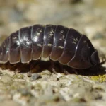 Armadillidium vulgare