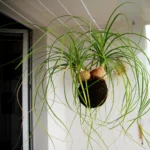 Asılı kokedama