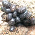 Bir arada Armadillidium isopodları