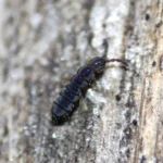 Bir springtail (Collembola)