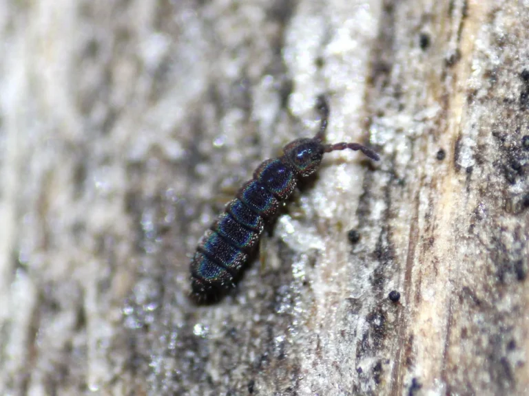 Bir springtail (Collembola)