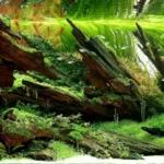 Cho Jaesun aquascape (2020)