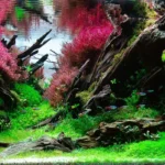 Cho Jaesun aquascape (2021)