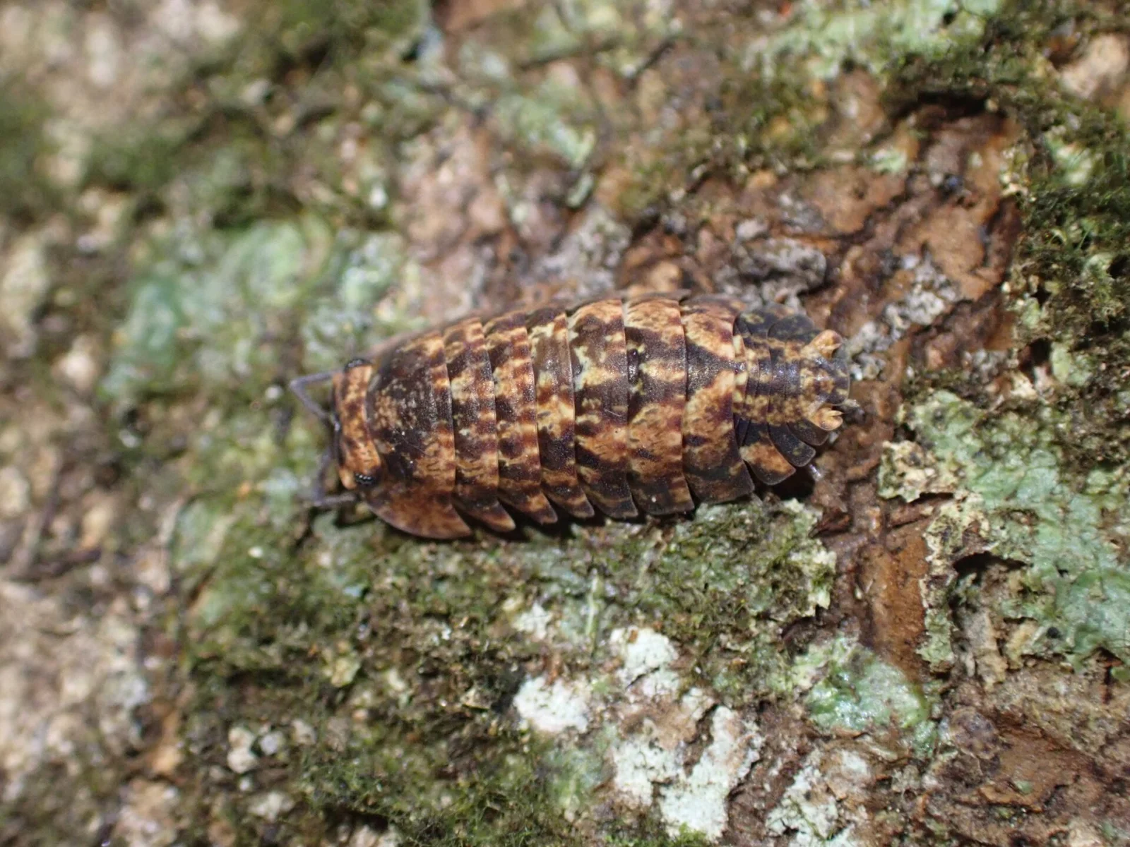 Cubaris isopod