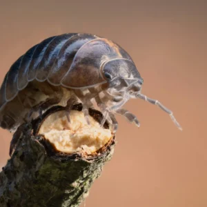 Dal üzerinde isopod