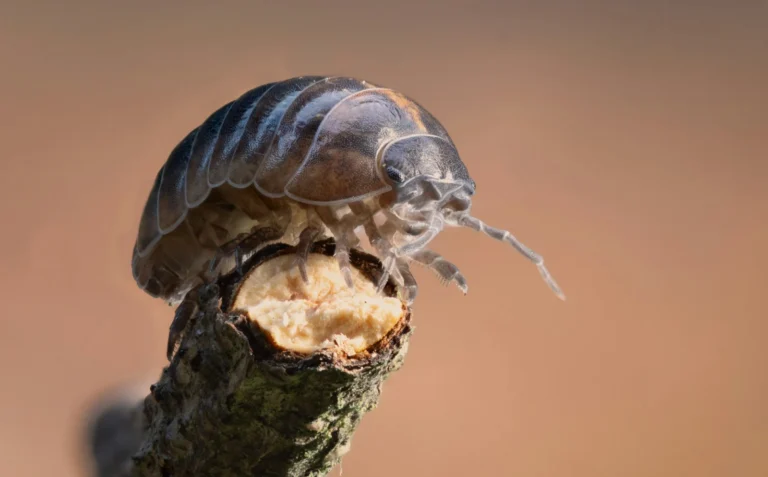 Dal üzerinde isopod
