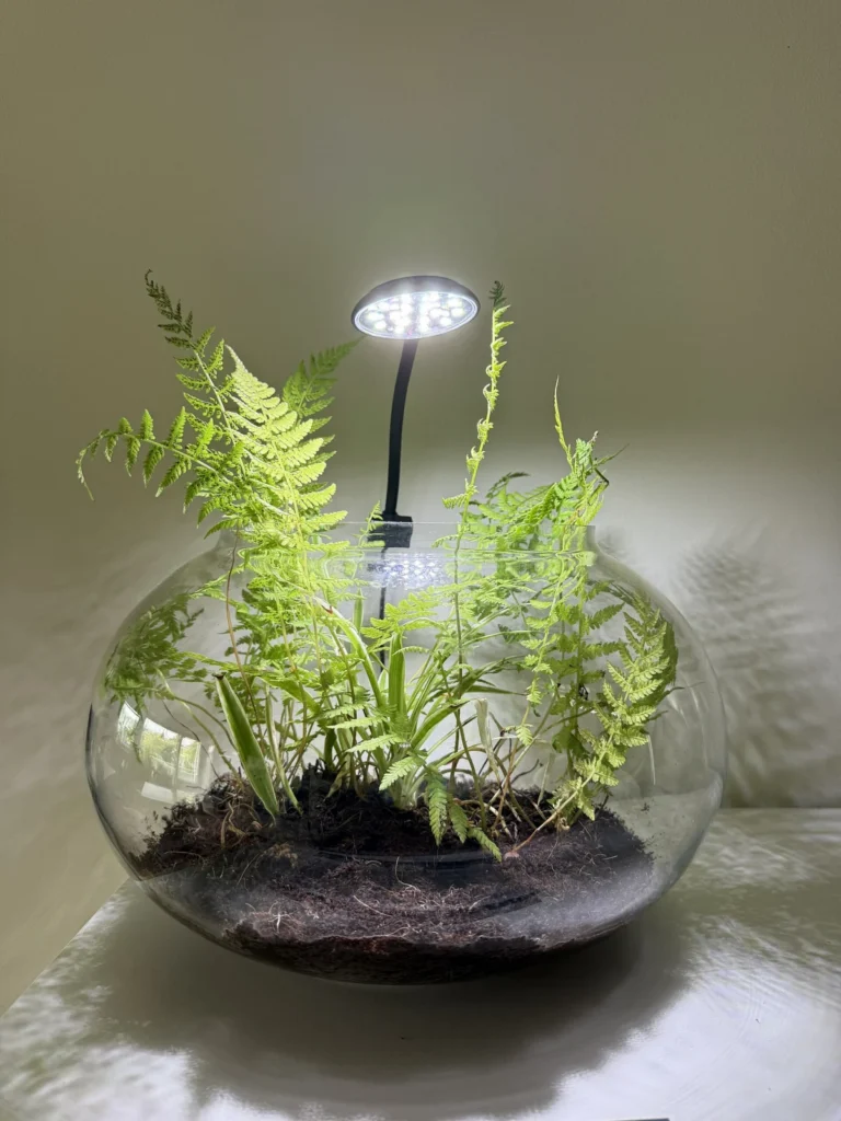 Eğrelti ve LED ışıklı kapalı teraryum