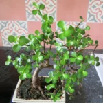 Ficus bonsai