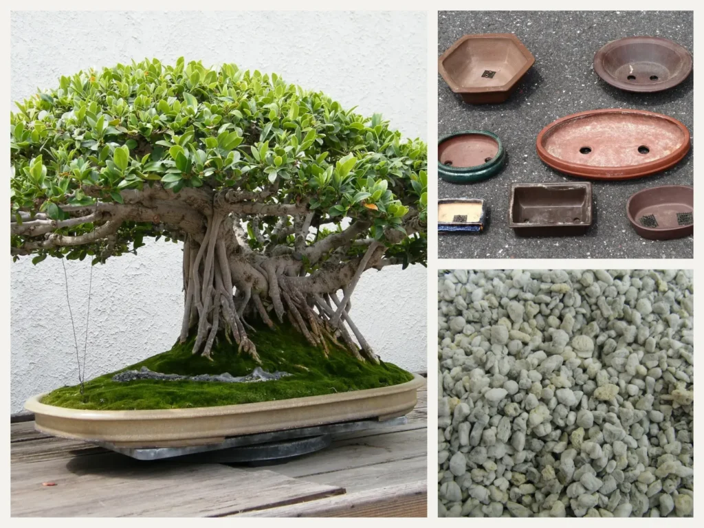 Ficus Bonsai Kiti