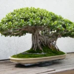 Ficus microcarpa bonsai