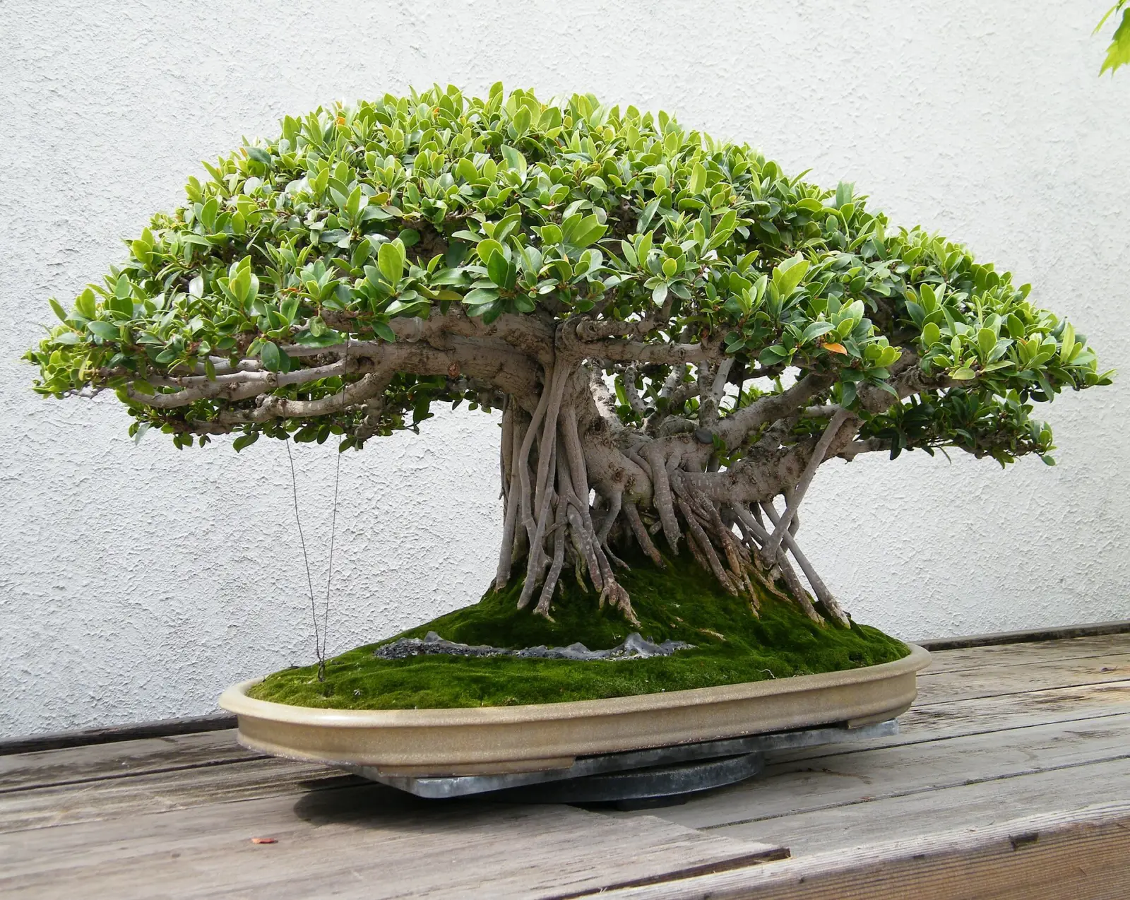 Ficus microcarpa bonsai