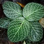 Fittonia albivenis yaprakları