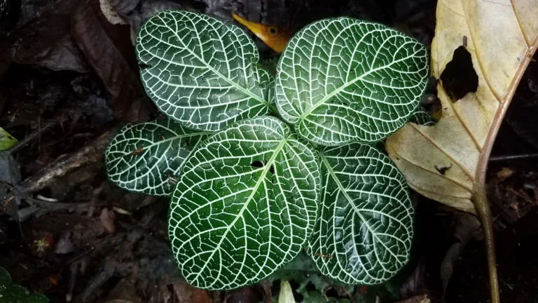 Fittonia albivenis yaprakları