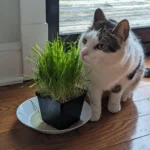 Kedi çimini koklayan bir kedi