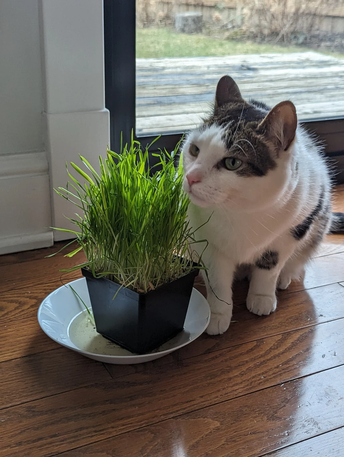 Kedi çimini koklayan bir kedi