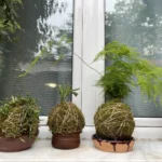 Kokedama