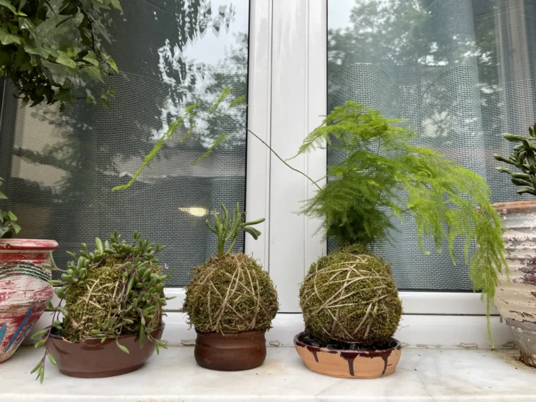 Kokedama