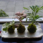 Kokedama tabakta