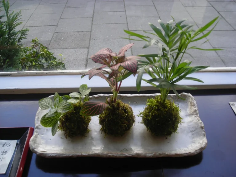 Kokedama tabakta