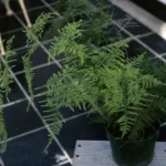 Kuşkonmaz eğreltisi Asparagus setaceus