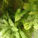 Nephrolepis eğrelti yaprakları