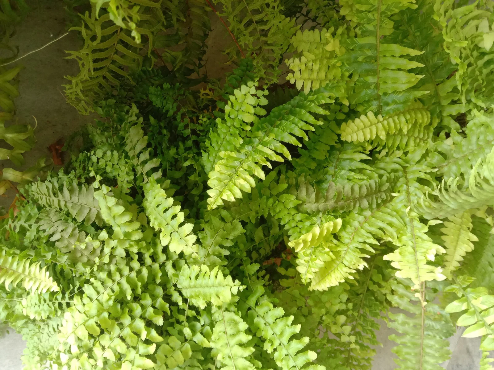 Nephrolepis eğrelti yaprakları