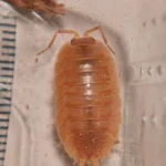 Porcellio laevis