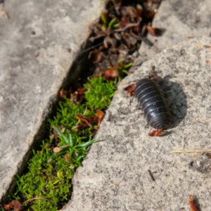 Taş üzerinde isopod