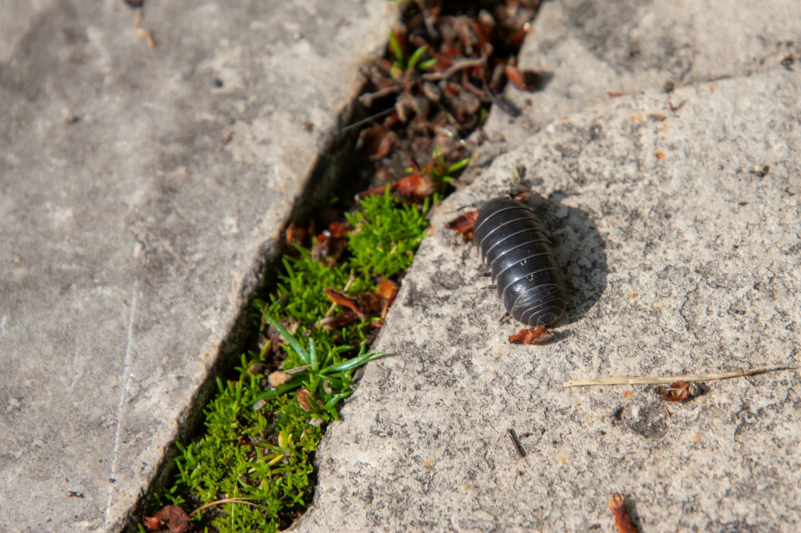 Taş üzerinde isopod