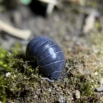 Top olmuş bir Armadillidium