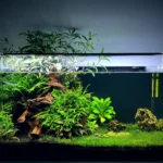 Üçgen kompozisyonlu aquascape