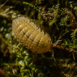 Yosun üzerinde isopod