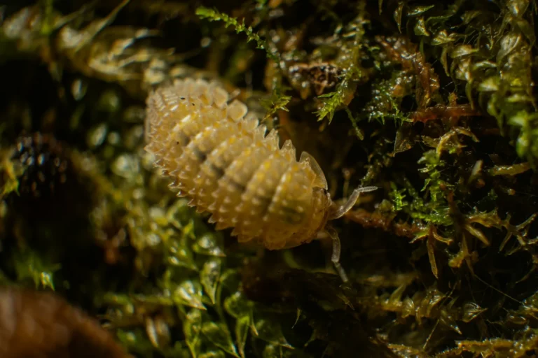 Yosun üzerinde isopod